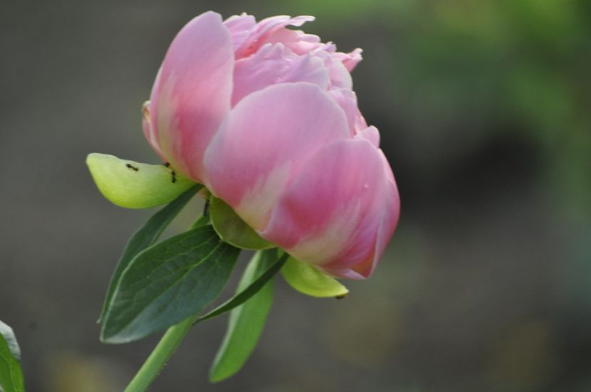 _DSC0282 - PRIMAVARA 2021_4