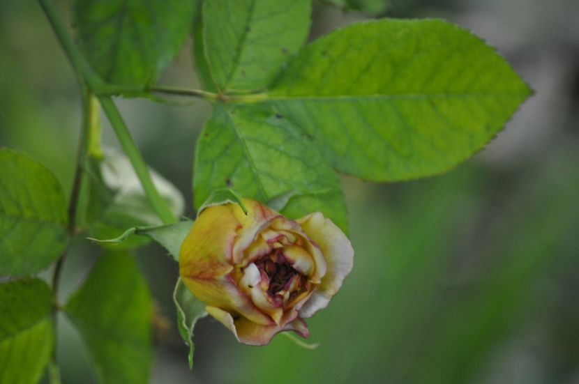 _DSC0283 - PRIMAVARA 2021_4