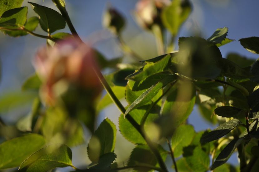 _DSC0284 - PRIMAVARA 2021_4