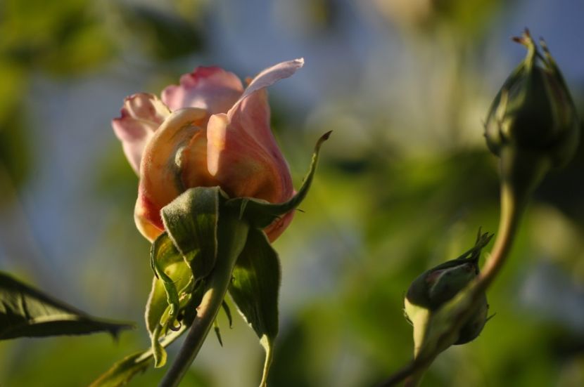 _DSC0285 - PRIMAVARA 2021_4