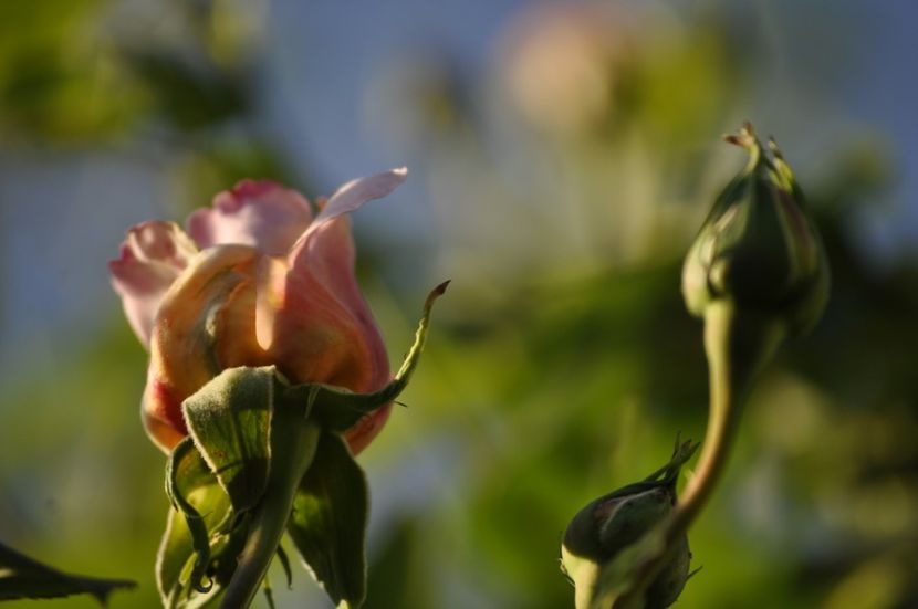 _DSC0286 - PRIMAVARA 2021_4