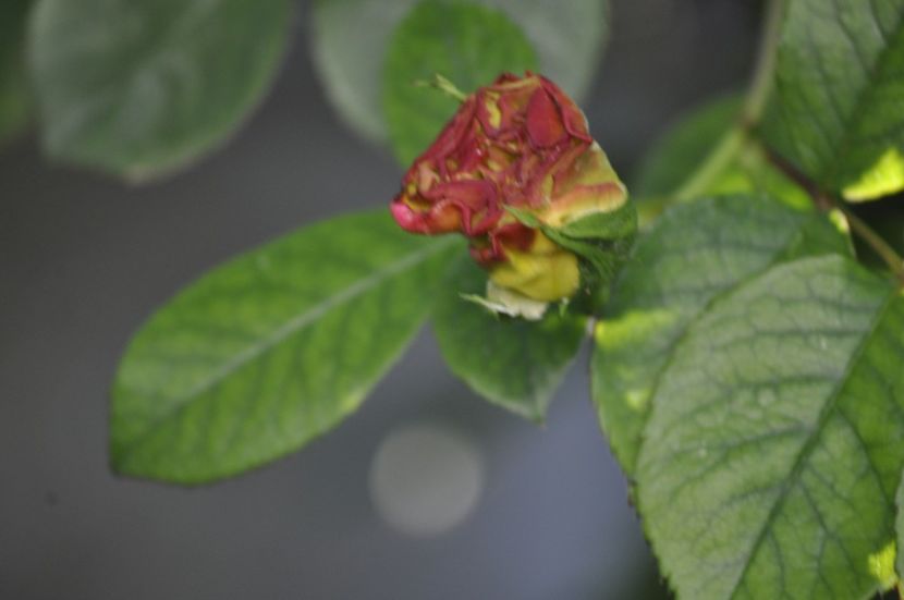 _DSC0288 - PRIMAVARA 2021_4