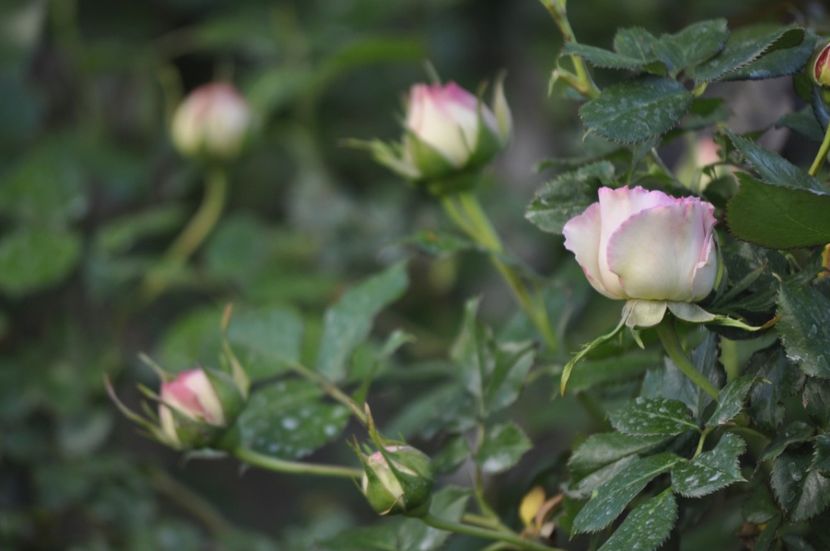 _DSC0290 - PRIMAVARA 2021_4