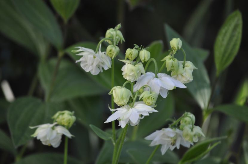 _DSC0291 - PRIMAVARA 2021_4