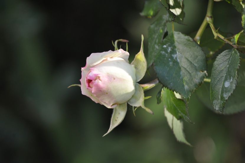 _DSC0292 - PRIMAVARA 2021_4