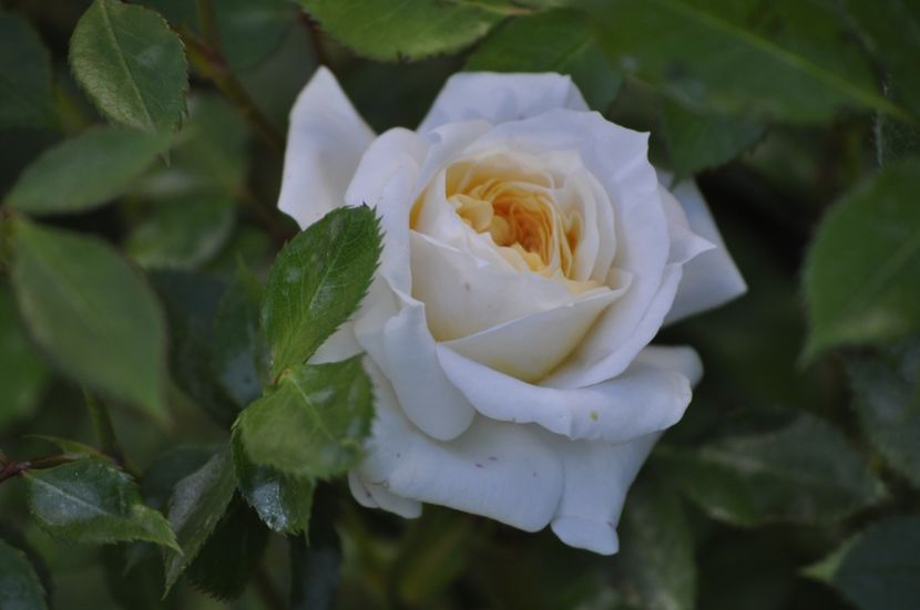 _DSC0293 - PRIMAVARA 2021_4