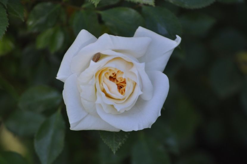 _DSC0294 - PRIMAVARA 2021_4