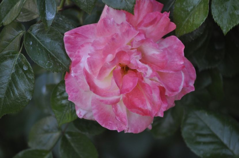 _DSC0295 - PRIMAVARA 2021_4