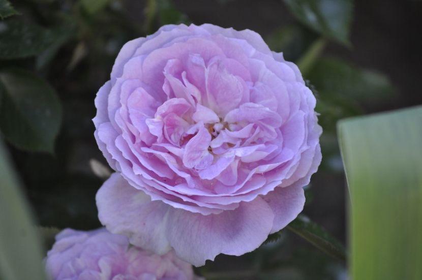 _DSC0296 - PRIMAVARA 2021_4