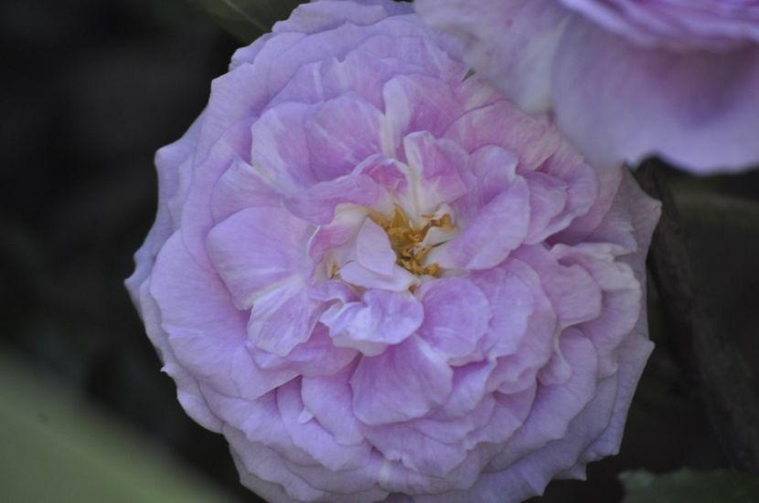 _DSC0297 - PRIMAVARA 2021_4