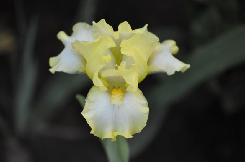 _DSC0299 - PRIMAVARA 2021_4