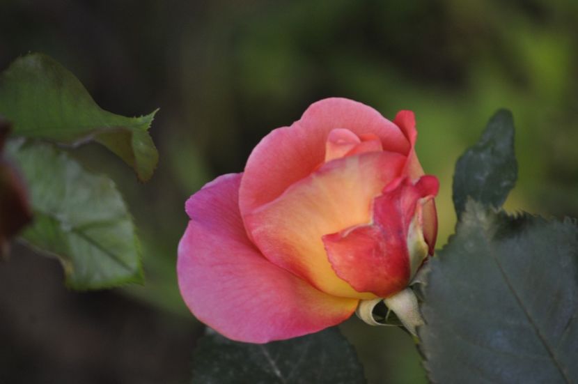 _DSC0300 - PRIMAVARA 2021_4