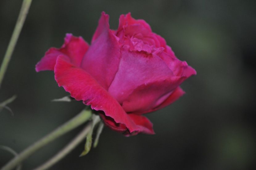 _DSC0302 - PRIMAVARA 2021_4