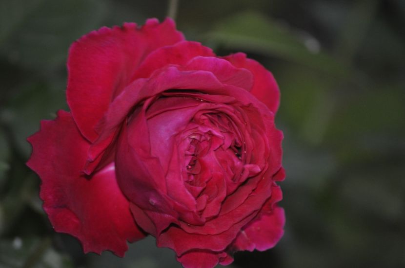 _DSC0308 - PRIMAVARA 2021_4