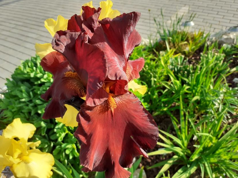 Galant moment - Iris 2021