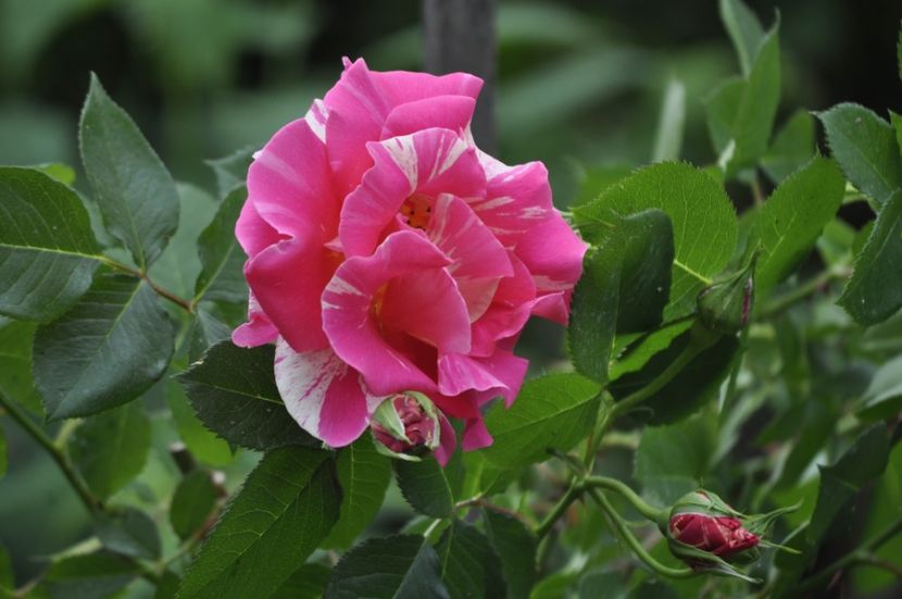 _DSC0001 - PRIMAVARA 2021_4