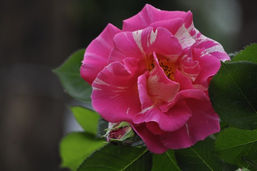 _DSC0004 - PRIMAVARA 2021_4