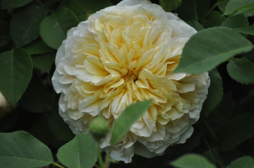 _DSC0013 - PRIMAVARA 2021_4