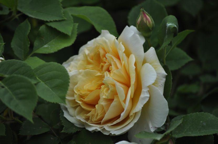 _DSC0015 - PRIMAVARA 2021_4