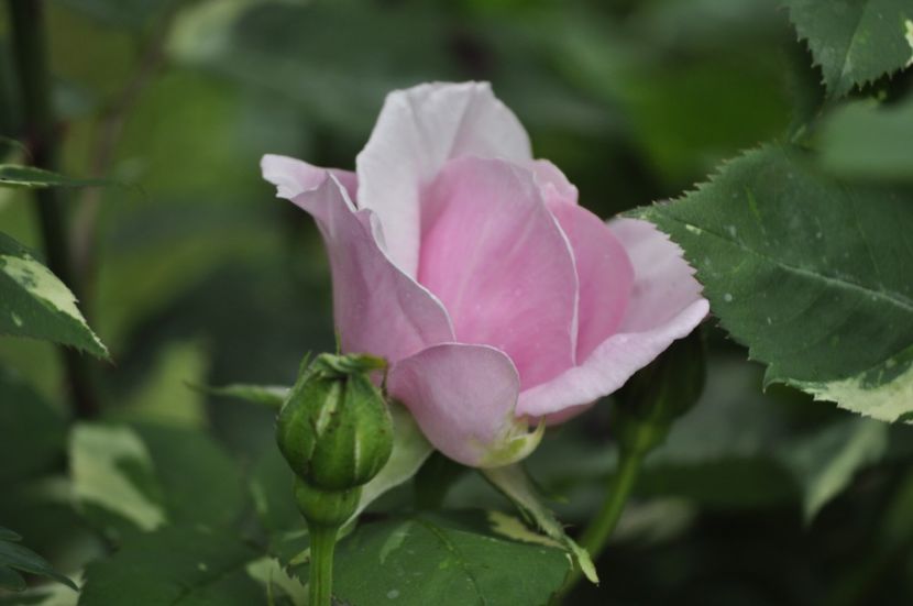 _DSC0019 - PRIMAVARA 2021_4