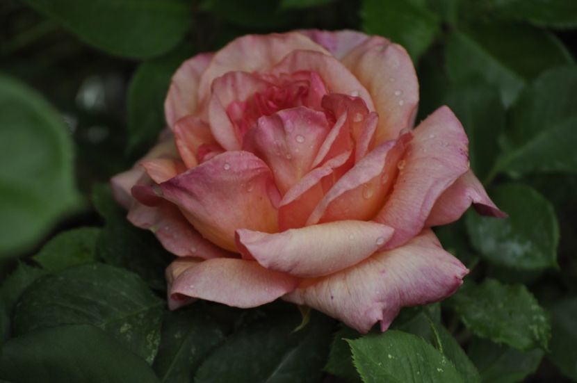 _DSC0022 - PRIMAVARA 2021_4