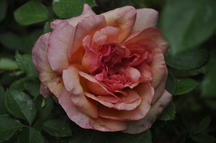 _DSC0023 - PRIMAVARA 2021_4