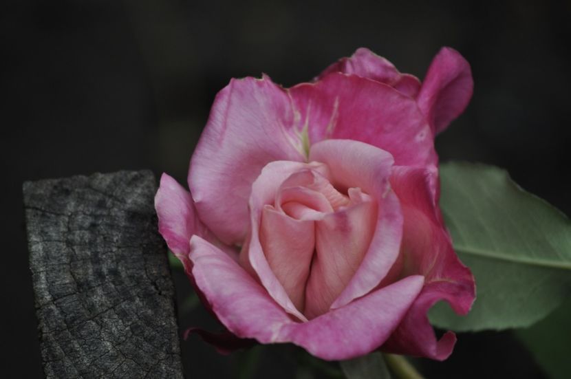 _DSC0027 - PRIMAVARA 2021_4