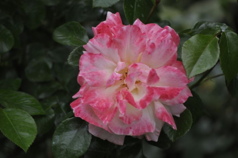 _DSC0032 - PRIMAVARA 2021_4