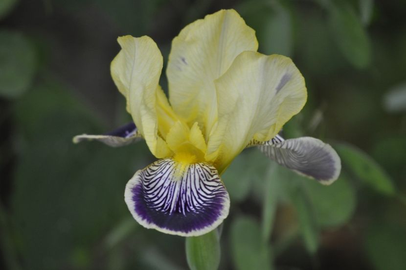 _DSC0034 - PRIMAVARA 2021_4