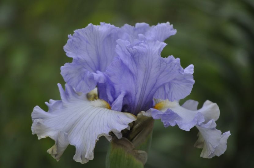 _DSC0040 - PRIMAVARA 2021_4