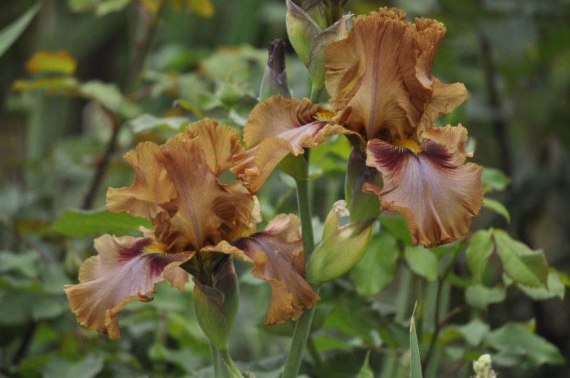 _DSC0043 - PRIMAVARA 2021_4