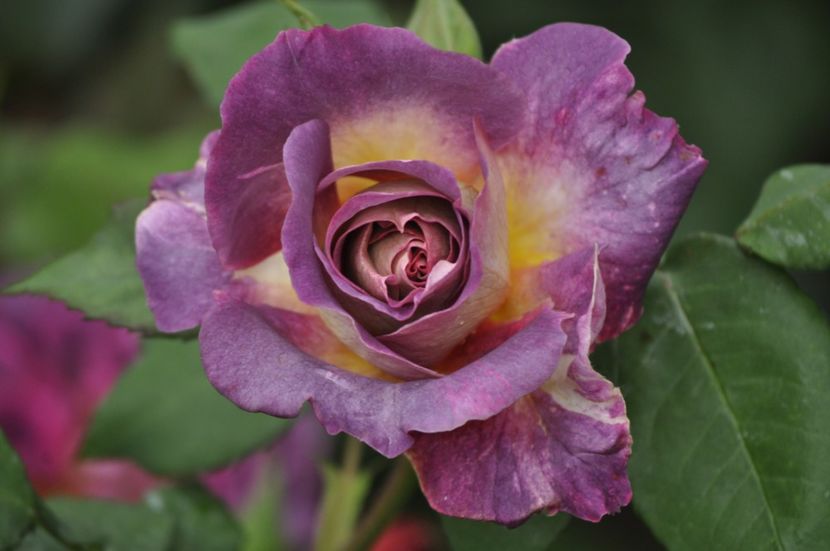 _DSC0044 - PRIMAVARA 2021_4