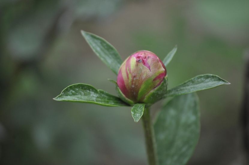 _DSC0050 - PRIMAVARA 2021_4