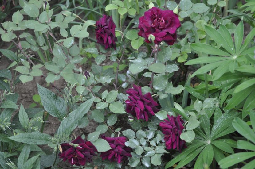 _DSC0056 - PRIMAVARA 2021_4