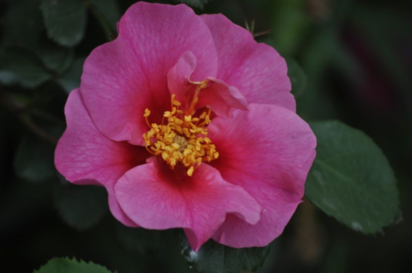 _DSC0057 - PRIMAVARA 2021_4