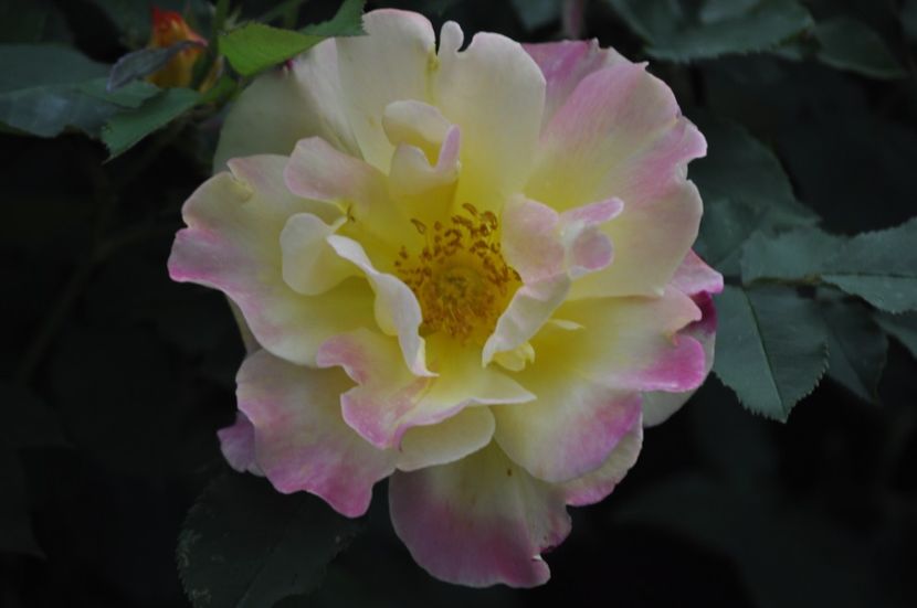 _DSC0061 - PRIMAVARA 2021_4