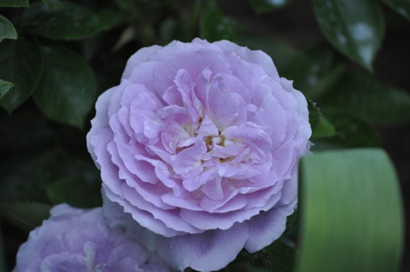 _DSC0064 - PRIMAVARA 2021_4