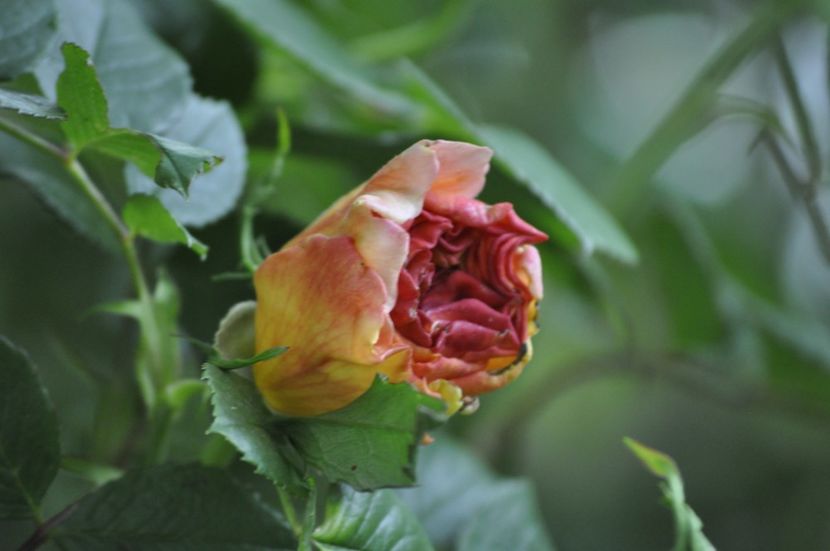 _DSC0066 - PRIMAVARA 2021_4