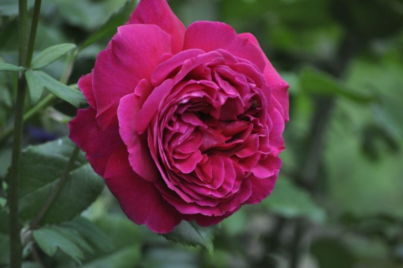 _DSC0067 - PRIMAVARA 2021_4