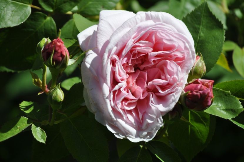 _DSC0004 - PRIMAVARA 2021_4