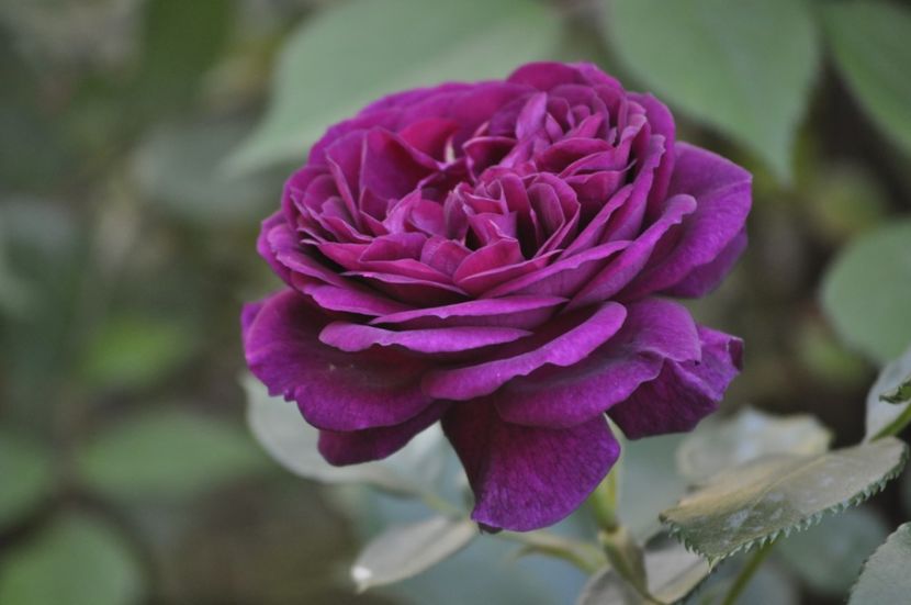 _DSC0008 - PRIMAVARA 2021_4