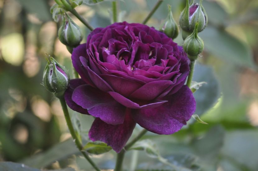 _DSC0009 - PRIMAVARA 2021_4