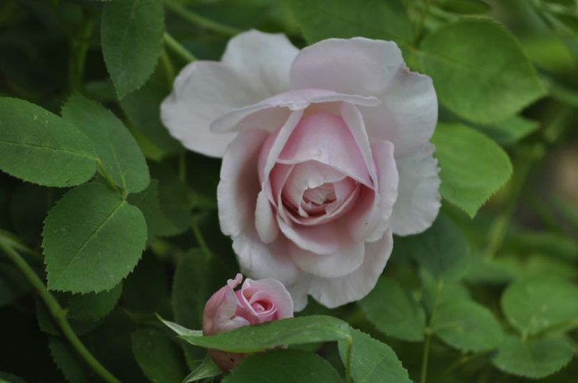 _DSC0016 - PRIMAVARA 2021_4