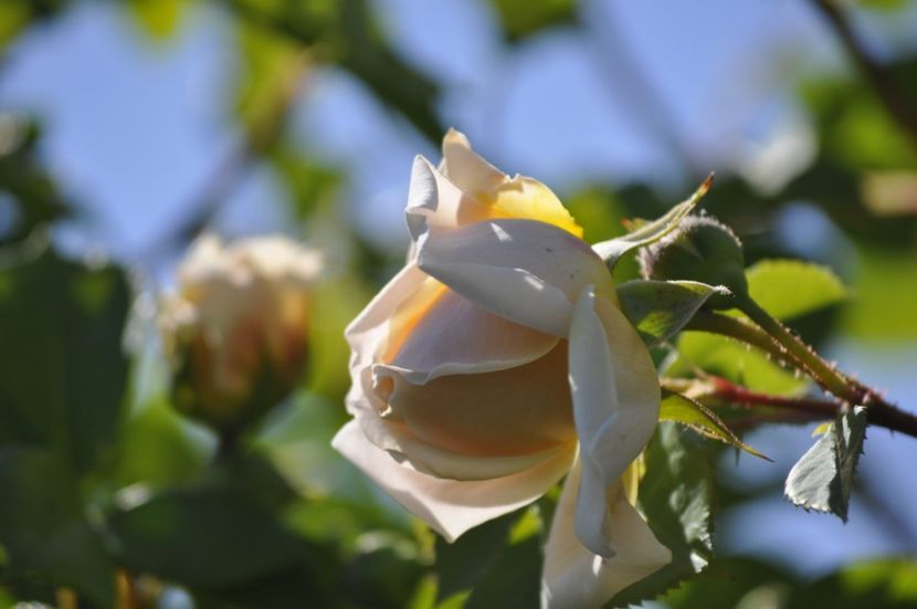 _DSC0025 - PRIMAVARA 2021_4