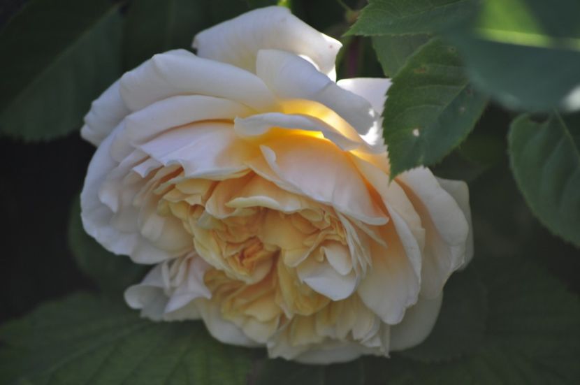 _DSC0026 - PRIMAVARA 2021_4