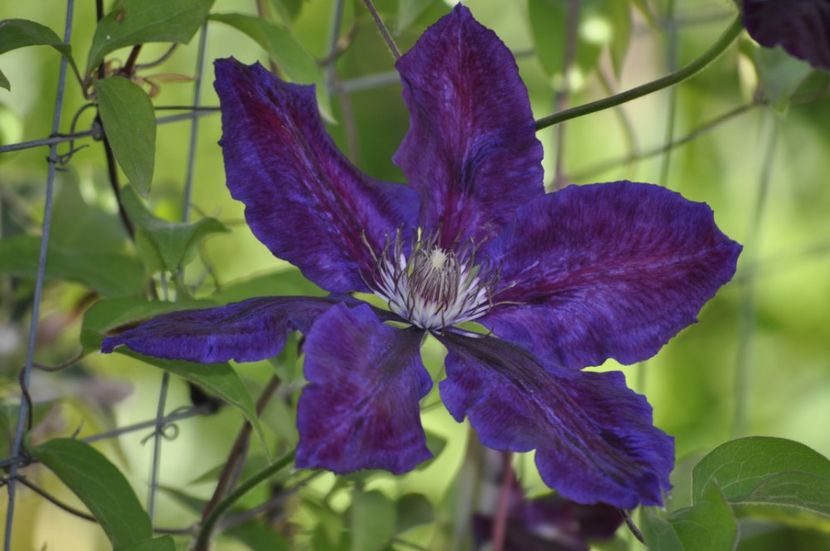 _DSC0036 - PRIMAVARA 2021_4