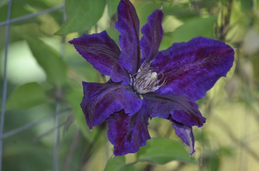 _DSC0037 - PRIMAVARA 2021_4