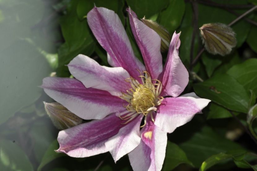 _DSC0041 - PRIMAVARA 2021_4