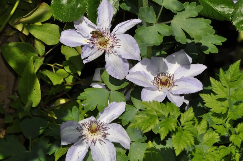 _DSC0048 - PRIMAVARA 2021_4