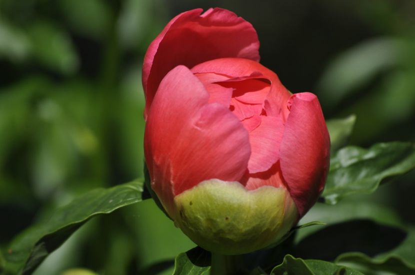 _DSC0053 - PRIMAVARA 2021_4